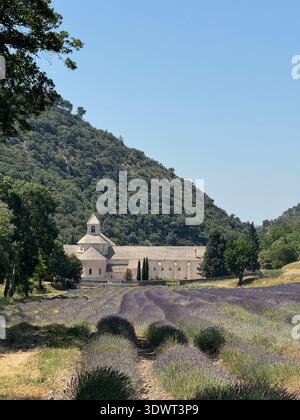 Champs de lavande en face de l'Abbaye de Sénanque près de Gordes en Provence, France, un célèbre paysage d'été avec monastère historique. Banque D'Images