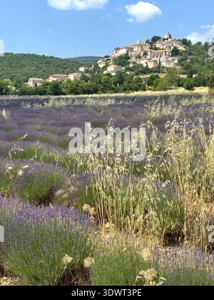 Champs de lavande en Provence avec un village perché en arrière-plan, paysage d'été pittoresque dans le sud de la France. Banque D'Images