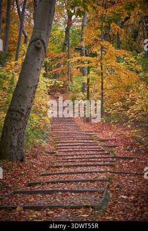 Une vue panoramique d'un escalier en béton sinueux recouvert d'un épais tapis de feuilles mortes et brunes tombées, menant vers le haut à travers une forêt dense. Le Banque D'Images