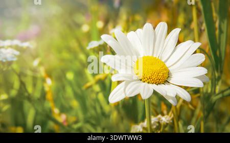 Fleur de marguerite blanche avec centre jaune fleurissant dans une prairie verte vibrante remplie de diverses fleurs sauvages et lumière douce du soleil éclairant la scène Banque D'Images