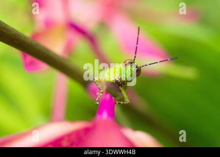 Une photo macro détaillée d'une sauterelle verte reposant sur une fleur rose vif avec un arrière-plan doux et flou. Banque D'Images