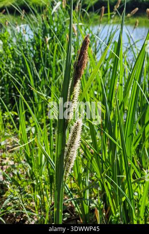 Plus grande floraison de sedge d'étang (Carex riparia) Banque D'Images