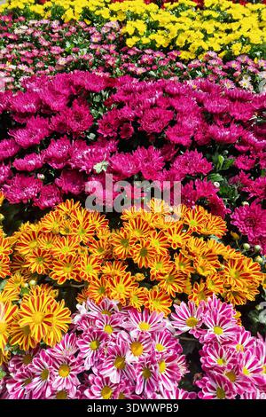 Table avec chrysanthèmes multicolores Banque D'Images