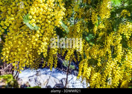 Des fleurs de mimosa jaunes éclatantes encadrent une cascade coulant sur des rochers couverts de mousse dans une forêt luxuriante au feuillage ressemblant à une fougère. Banque D'Images