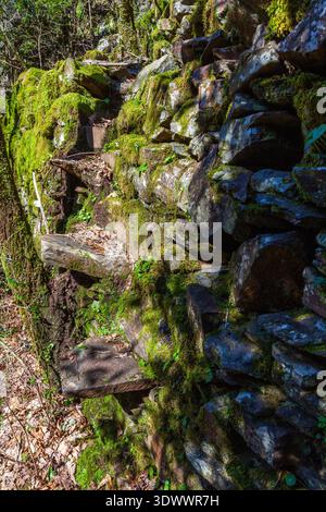 Affleurement rocheux couvert de mousse dans une forêt avec une croissance de mousse verte vibrante sur des couches de pierres grises et brunes avec la lumière du soleil filtrant à travers l'entourage Banque D'Images