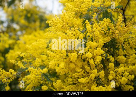 Les fleurs de mimosa en pleine floraison, les fleurs jaunes denses et le feuillage vert créent une texture botanique vibrante et un fond printanier saisonnier. Éco-marquage Banque D'Images