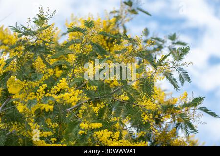 L'arbre de mimosa jaune en fleur remplit le cadre de fleurs dorées denses contre le ciel bleu et les nuages doux, créant un fond naturel vibrant avec fort Banque D'Images