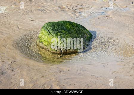 Roche couverte d'algues entourée d'eau de marée peu profonde sur une plage de sable à marée basse dans le comté de Donegal, Irlande, IE, Europe. Banque D'Images