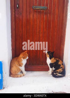 Deux chats assis devant la porte en bois rouge à Mykonos Grèce Banque D'Images