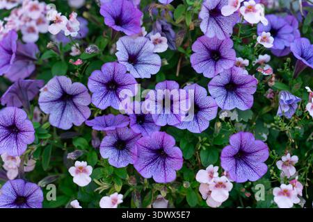 Grappe vibrante de pétunias violets avec des veines sombres entourées de délicates fleurs roses, créant une composition décorative de jardin avec folia vert luxuriant Banque D'Images