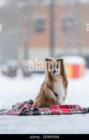 Shetland Sheepdog mélange chien avec un plaid dans la rue en hiver. Le chien est assis sur la neige Banque D'Images
