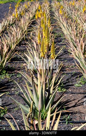 Espagne, Îles Canaries, Fuerteventura-5 février 2026 : floraison d'Aloe Vera sur un sol volcanique Banque D'Images
