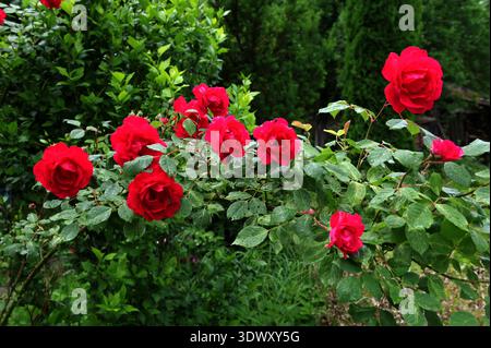Les roses rouges fleurissent en été dans le jardin de campagne. Roses rouges dans leur habitat naturel, en pleine floraison à portée de main, élégant, intime, romantique, traiteur Banque D'Images
