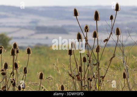 Plantes de teasel séchées debout dans un champ avec un accent doux sur les collines de Berkshire Downs à la Goring Gap en arrière-plan Banque D'Images