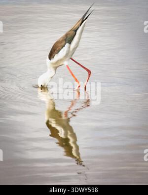Barbotage sur pilotis à ailes noires gracieusement dans les eaux peu profondes Banque D'Images