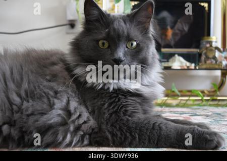 chat regardant dans la caméra Banque D'Images