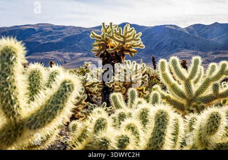 Vue rapprochée d'un champ dense de cactus cholla poussant naturellement dans le paysage désertique du parc national Joshua Tree en Californie Banque D'Images