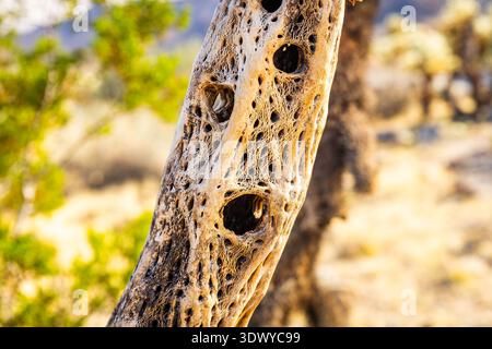 Vue rapprochée d'un cactus cholla séché révélant une texture naturelle complexe et une structure végétale désertique Banque D'Images