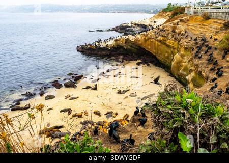 Un grand groupe d'otaries repose sur la plage de sable de la Jolla Cove en Californie Banque D'Images