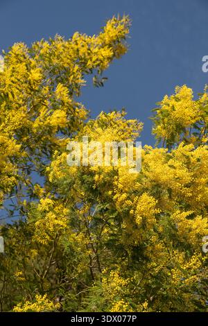Arbre mimosa en pleine floraison avec des fleurs jaunes abondantes au printemps en Espagne. Banque D'Images