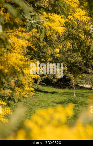 Gros plan du mimosa en fleurs (Acacia dealbata) avec des fleurs jaune vif au début du printemps. Banque D'Images