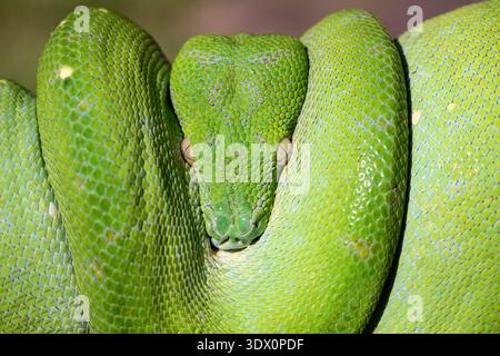 Australian Green Tree Python enroulé sur une branche d'arbre Banque D'Images