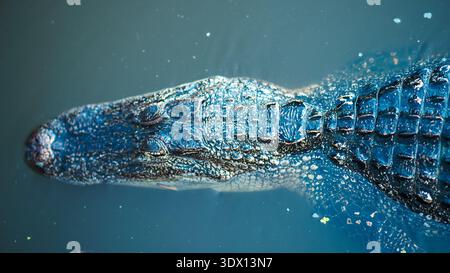 Plan descendant d'un grand alligator américain sauvage reposant dans l'eau sombre avec des écailles d'armure rugueuses très détaillées sur son dos. Banque D'Images