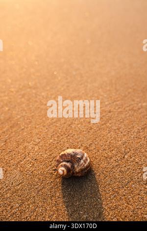 Coquillage sur la plage de sable doré avec la lumière douce du soleil et un fond naturel minimal Banque D'Images