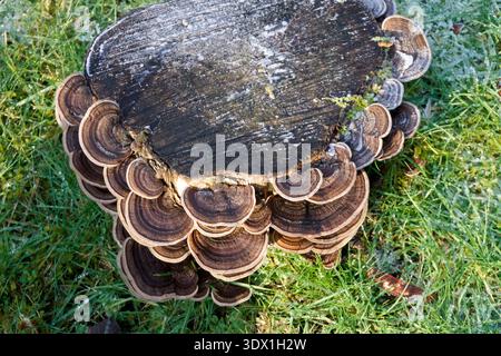 Champignons à queue de dinde (Trametes versicolor), variété brune, poussant sur une souche d'arbre, Vancouver, Colombie-Britannique, Canada Banque D'Images