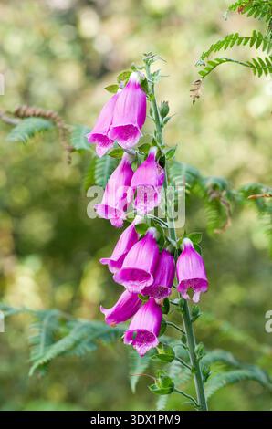Foxglove (Digitalis purpurea) en fleur dans un jardin domestique semi-sauvage à Sutherland, dans le nord-ouest des Highlands écossais. Banque D'Images