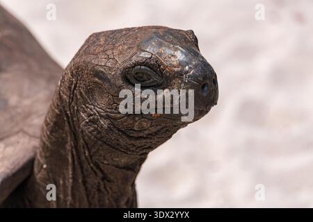 Face à face avec une tortue géante d'Aldabra dans le sanctuaire des tortues sur curieuse Island, Seychelles Banque D'Images