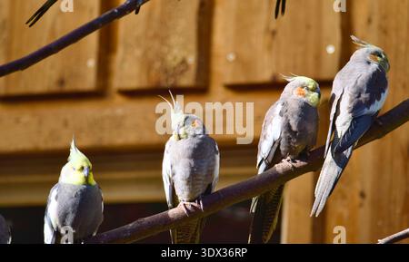 Groupe de perroquets de cockatiel perchés sur une clôture en bois au soleil Banque D'Images