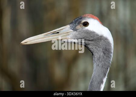 Portrait en gros plan d'une tête de grue couronnée rouge avec chapeau rouge. Banque D'Images
