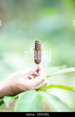 Main tenant des fruits en caoutchouc dans la plantation Banque D'Images