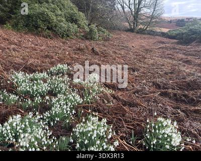 Des gouttes de neige sur le sol forestier dans un cadre boisé en Écosse, avec des fleurs blanches en grappes avec de la litière de feuilles et des fleurs au début du printemps. Banque D'Images