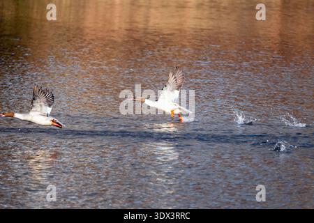 Deux oies des neiges décollent d'une rivière, les ailes s'étendent largement, l'eau éclaboussant en dessous dans la lumière chaude de l'automne. Banque D'Images