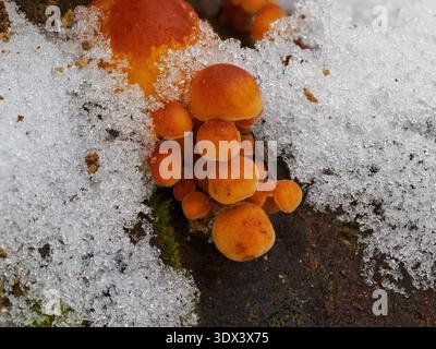 Plan macro de champignons à jarret de velours orange (Flammulina velutipes) poussant à travers la neige gelée et la glace sur un tronc d'arbre Banque D'Images