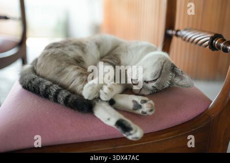 Chat de couleur grise rayé pelucheux dormant tout en enroulant vers le haut sur une chaise en bois vintage Banque D'Images