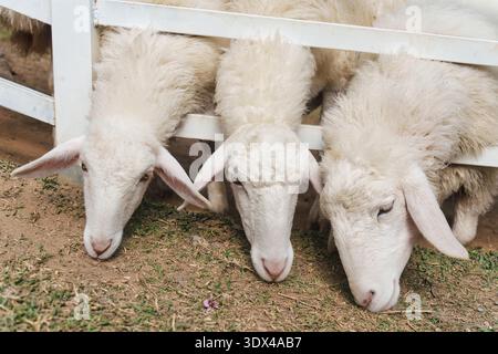 Troupeau de moutons blancs pâturant sur les pâturages derrière la clôture ferme naturelle extérieure montrant l'élevage, le mode de vie agricole et l'environnement rural Banque D'Images
