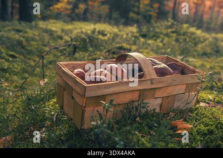 Champignons sauvages dans le panier dans la forêt verte avec la lumière d'automne dorée et le fond boisé naturel Banque D'Images