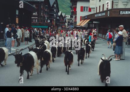 Suisse. Zermatt. Chèvres Valais Blackneck dans la rue à l'extérieur de la Societé de Banque Suisse (pré- UBS). 1990. Banque D'Images
