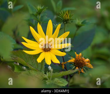 Tournesol sauvage joyeux (Helianthus × laetiflorus) en fleurs Banque D'Images