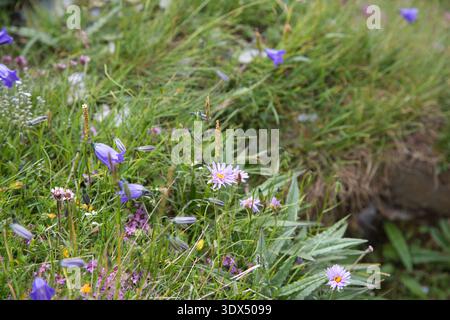 Fleurs alpines vibrantes à Greina, Suisse, mettant en valeur la beauté naturelle. Banque D'Images