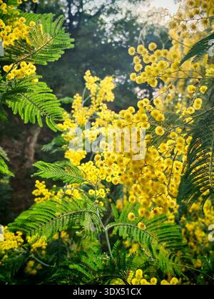 Vallée des arbres mimosas jaunes en France et une fleur en gros plan Banque D'Images