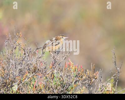 Un oiseau cisticola, Cisticola juncidis, perché sur une brindille dans un buisson, un oiseau chanteur dans la famille Cisticolidaer, salines à Corfou, Grèce Banque D'Images