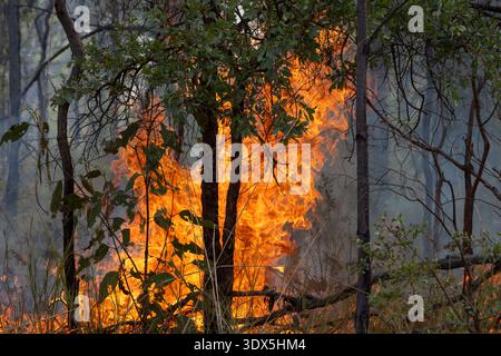 Le brûlage à contre-courant, également connu sous le nom de brûlage prescrit ou brûlage de réduction des risques, est une stratégie de gestion des incendies en Australie. Banque D'Images