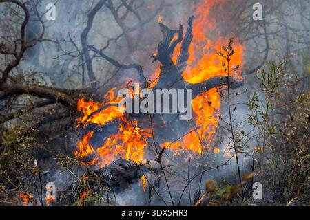 Le brûlage à contre-courant, également connu sous le nom de brûlage prescrit ou brûlage de réduction des risques, est une stratégie de gestion des incendies en Australie. Banque D'Images