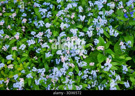 Tapis rose et bleu Forget-me-Not Flowers (Myosotis) dans Spring Garden Banque D'Images
