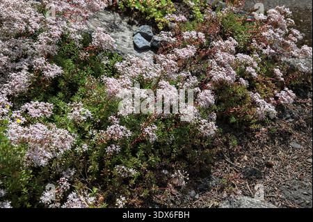 Fleurs de Sedum album ou pierre blanche. Vue générale du groupe de plantes à fleurs dans Garden.Closeup de fleur plante de couverture de sol blanc pierre Banque D'Images