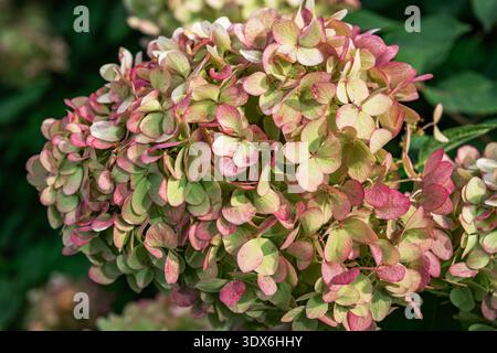 Gros plan de fleurs d'hortensia roses et vertes capturant le jeu de la lumière du soleil sur leurs délicats pétales. Cette image met en évidence les teintes vibrantes et intric Banque D'Images